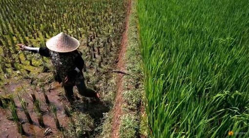 Từ lúa đến dầu cọ, sản lượng cây trồng châu Á có thể giảm mạnh do El Nino