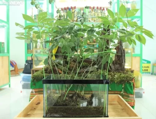 Nông sản Việt quen thuộc nhưng có giá hàng trăm triệu đồng gây sốc