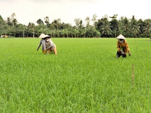 Vĩnh Long: Chủ động sản xuất khi lũ nhỏ, mưa kết thúc sớm