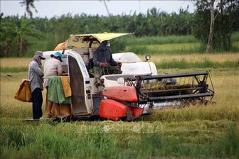 Gấp rút thu hoạch lúa Hè Thu để tránh thiệt hại do thiên tai