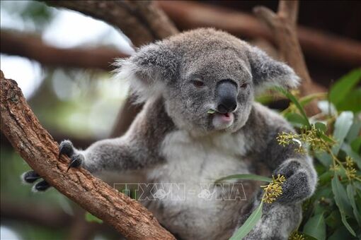 Australia phát hiện loài gấu túi thời tiền sử