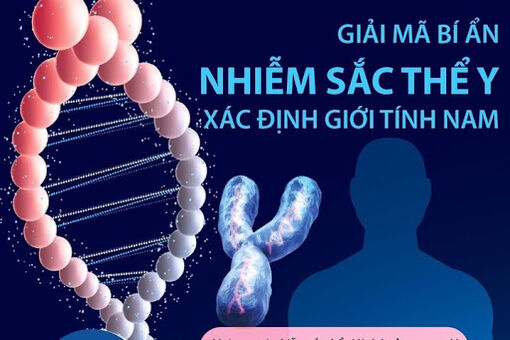 Giải mã bí ẩn nhiễm sắc thể Y xác định giới tính nam