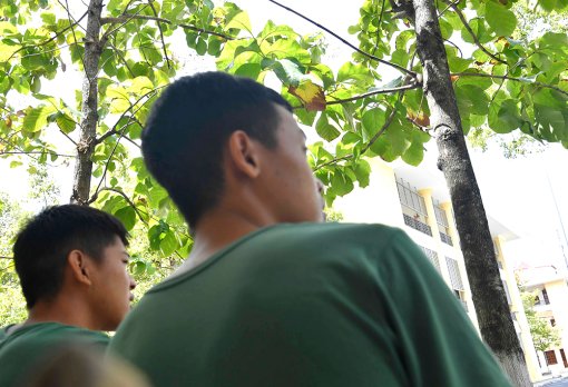 Hàng cây giá tỵ