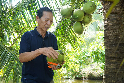 Cà Mau: Trồng dừa trên vùng đất nuôi tôm