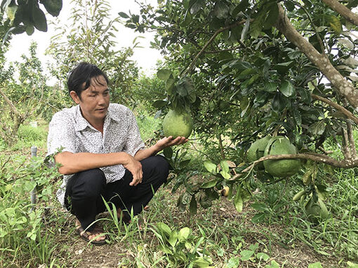 Cần Thơ: Làm giàu trên đất quê