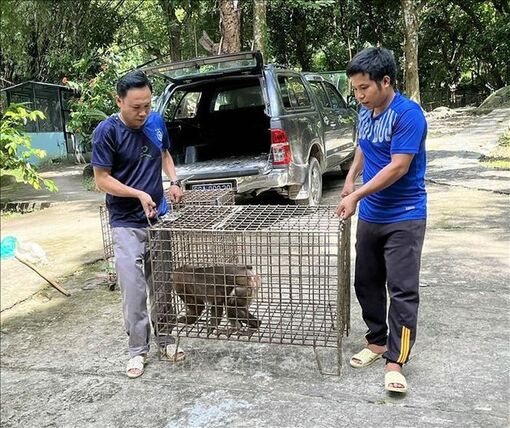 Kiên Giang: Tiếp nhận 4 cá thể động vật rừng thuộc nhóm IIB