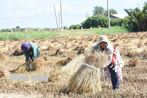 Bến Tre: Nâng cao giá trị và năng lực cạnh tranh nông sản