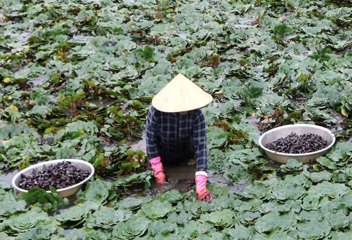 Trồng ấu Đài Loan