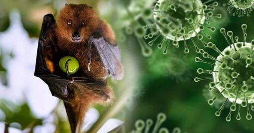 TP HCM giám sát người từ vùng có dịch virus Nipah