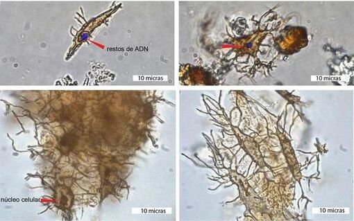 Phát hiện dấu vết DNA trong hóa thạch rùa 6 triệu năm tuổi