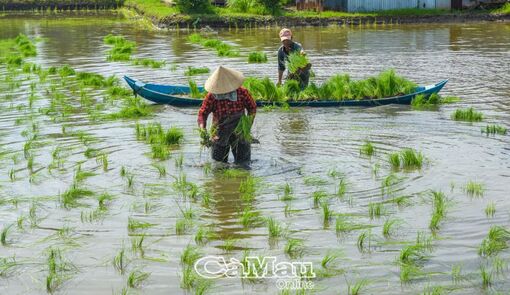 Cà Mau: Hướng đến nông nghiệp hữu cơ bền vững