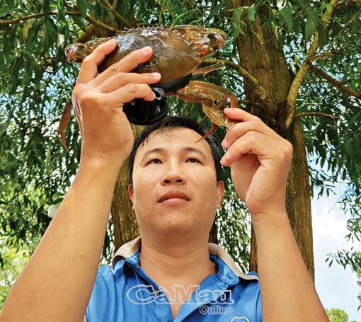 Cà Mau: Làm mới ngành hàng cua