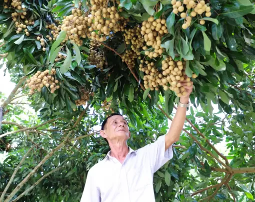 Cần Thơ: Khấm khá nhờ trồng nhãn Ido