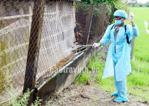 Trà Vinh: Nâng cao công tác phòng, chống dịch bệnh trên đàn vật nuôi