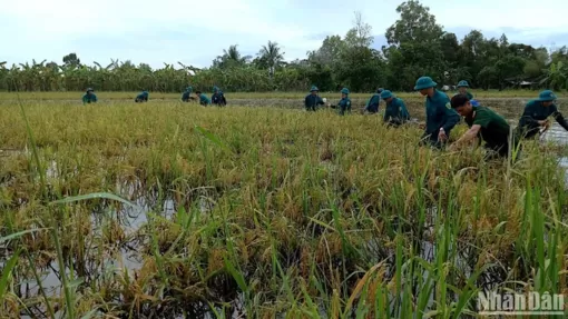 Hơn 19.000ha lúa ở Cà Mau chìm trong nước