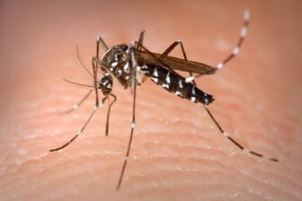 Diệt muỗi, lăng quăng, ngăn chặn sốt xuất huyết bùng phát