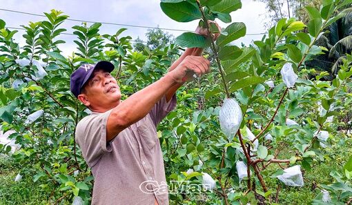 Cà Mau: Thành công nhờ năng động sản xuất