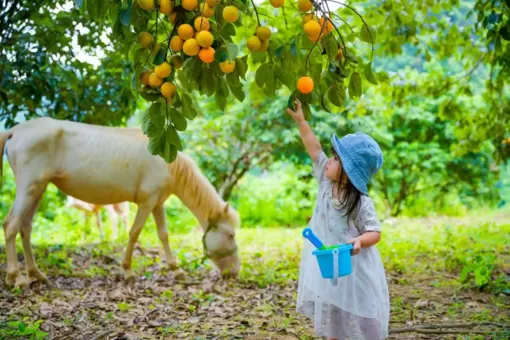 Thung lũng xanh cách Hà Nội 130km, khách tới ăn đặc sản, cắm trại, chèo thuyền