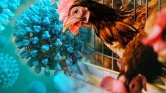 Campuchia: Một người tử vong do H5N1 sau khi ăn gà chết