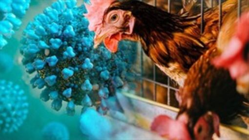 Campuchia: Một người tử vong do H5N1 sau khi ăn gà chết