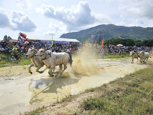 56 đôi bò tham gia tranh tài tại Hội Đua bò Bảy Núi
