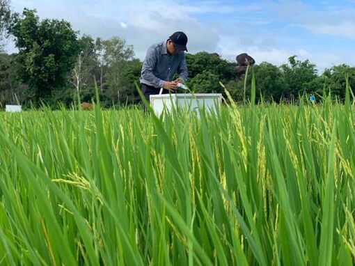 Canh tác lúa giảm phát thải khí nhà kính