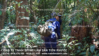 Giá nấm lim xanh Quảng Nam bao nhiêu tiền 1kg tác dụng tốt?
