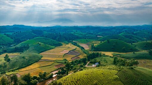 Đồi chè Long Cốc mơ màng trong tiết trời thu