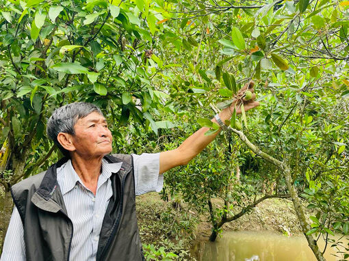 Nhớ trái cà na… mùa nước nổi!