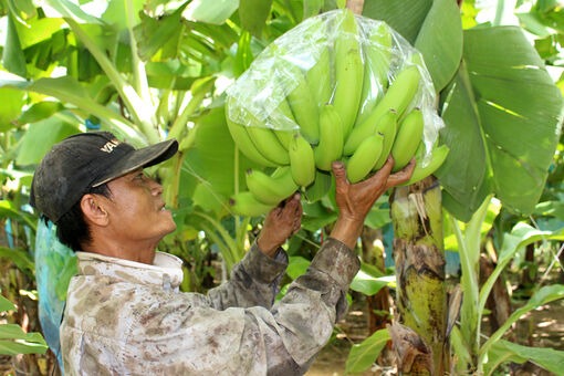 Đánh thức nông nghiệp lớn ở huyện miền núi Tri Tôn
