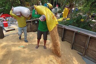 Thị trường nông sản: Giá lúa gạo tiếp tục tăng
