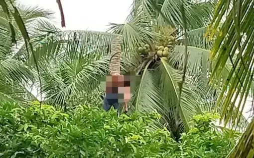 Vĩnh Long: Người đàn ông tử vong khi cưa cây dừa