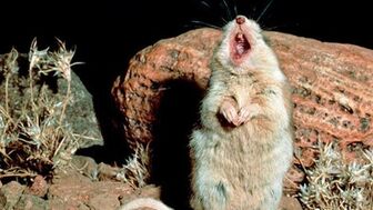Loài chuột duy nhất trên thế giới hú như 'ma sói' trong đêm trăng, ăn thịt cả bọ cạp và rết cực độc