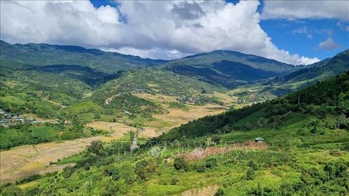 'Mùa vàng' ở thung lũng Măng Ri