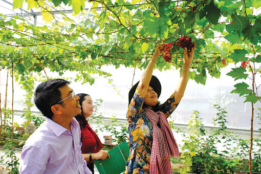 Phát triển du lịch canh nông