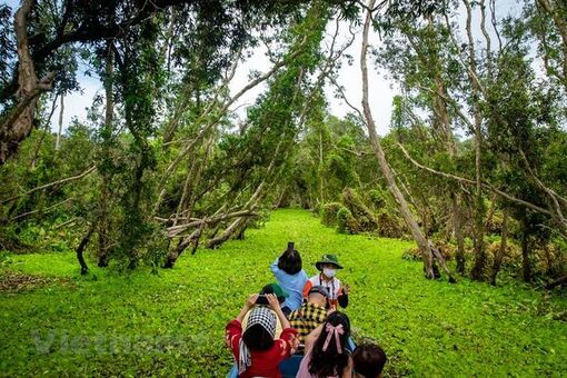 Khám phá rừng tràm Trà Sư: Du khách 'trốn' ồn ào, về với thiên nhiên