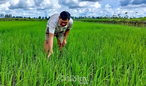 Cà Mau: Mở rộng diện tích lúa - tôm