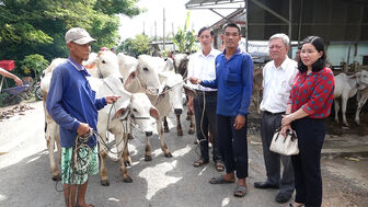An Phú: Hỗ trợ 32 con bò giống, từ Chương trình mục tiêu quốc gia giảm nghèo bền vững