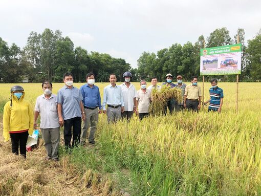 Canh tác lúa thân thiện môi trường