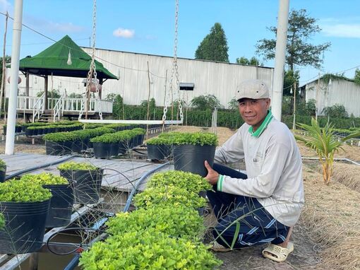 Tất bật vụ hoa Tết