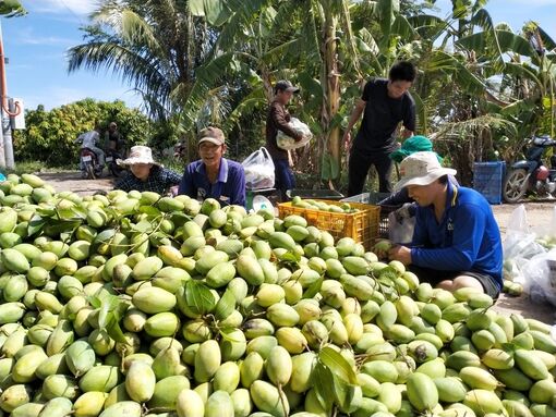 Tân Châu tập trung tái cơ cấu sản xuất
