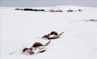 Bão tuyết làm 46 người mất tích tại Mông Cổ