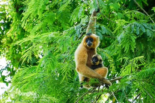 Xuyên rừng Cát Tiên theo tiếng gọi hoang dã của vượn đen má vàng