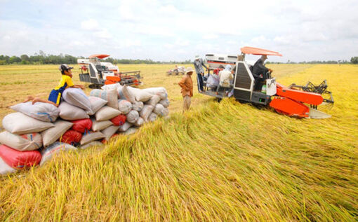 Trên 1 triệu hộ nông dân miền Tây tham gia trồng lúa chất lượng cao