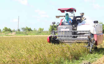 Long An: Xây dựng vùng lúa ứng dụng công nghệ cao đạt tiêu chuẩn hàng hóa xuất khẩu