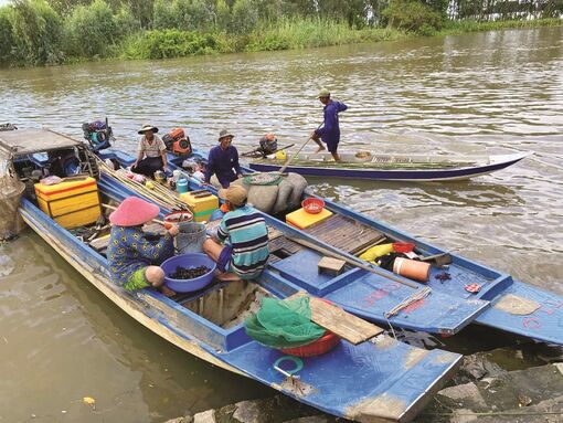 Mùa đánh bắt “sâm nước” đồng quê