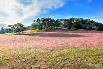 Đồi cỏ hồng khoe sắc rực rỡ trong tiết trời Đà Lạt lập đông