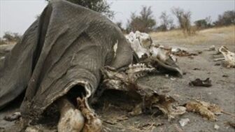 Hạn hán làm voi chết hàng loạt tại Zimbabwe