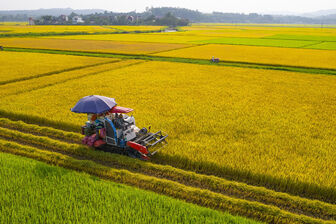Phát triển chuỗi lúa gạo: Có những điểm nghẽn ‘biết rồi, khổ lắm, nói mãi’