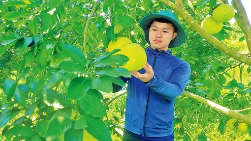 Sản xuất cây có múi đạt chất lượng và an toàn thực phẩm